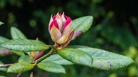 A macro shot of a red rhododendron bush flower bud.の写真素材