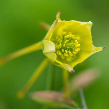 A macro shot of a yellow aquilegia bloom.の写真素材