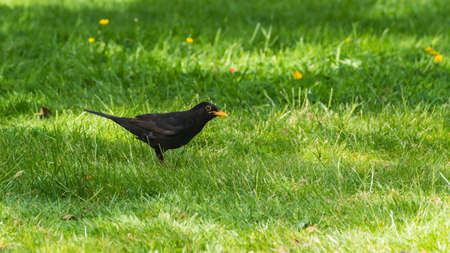 A blackbird searches for food in a lawn.の写真素材