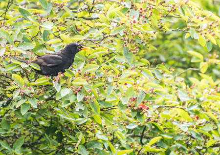 A shot of a blackbird sitting in a juneberry tree.の写真素材