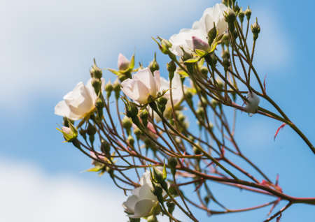 A shot of some wild rose blossom and flower buds.