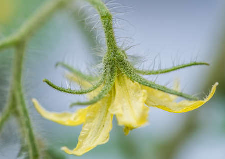 A macro shot of a single blossom of a tomato plant.の写真素材