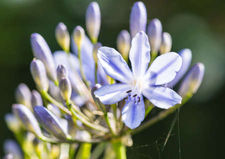 A macro shot of an agapanthus bloom.の写真素材