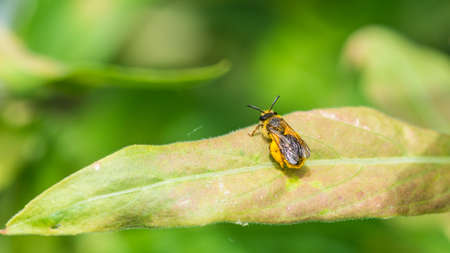A macro shot of a bee covered in pollen, resting on a green leaf.の写真素材