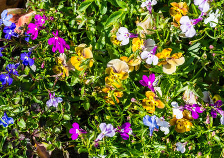 A close-up shot of some viola and lobelia blooms.の写真素材