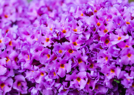 A macro shot of some purple butterfly bush blooms.の写真素材