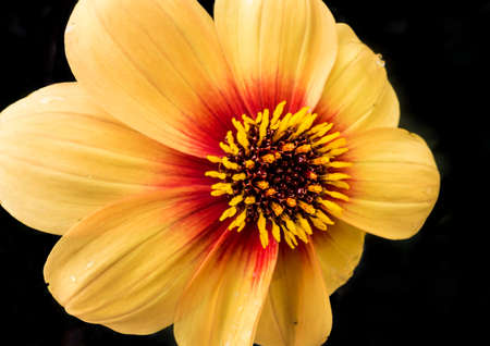 A macro shot of a pretty dahlia bloom.の写真素材