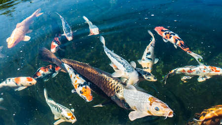 A shot of several koi carp swimming about in a pond.の写真素材