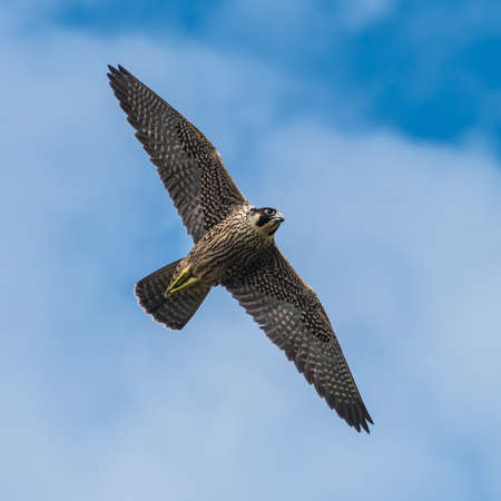A shot of a peregrine falcon flying through a cloudy blue sky.の写真素材