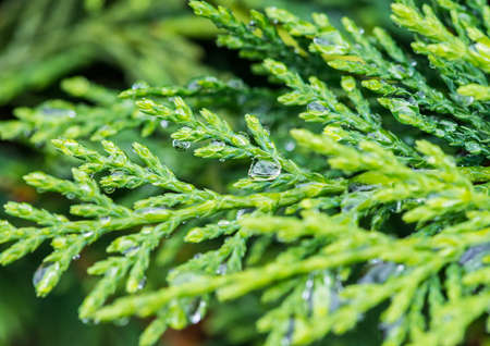 A macro shot of some raindrops caught in the leaves of a conifer tree.の写真素材