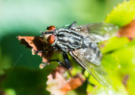 A macro shot of a flesh fly sitting on a green leaf.の写真素材