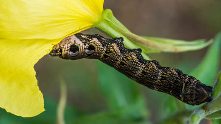 A macro shot of an elephant hawk moth caterpillar feeding on the petals of an evening primrose bloom.の写真素材
