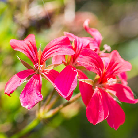 A macro shot of some pink trailing geranium blooms.の写真素材
