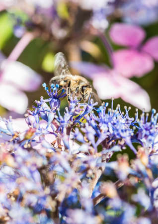 A macro shot of a bee collecting pollen from a purple hydrangea flower.
