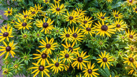 A shot of a collection of yellow rudbeckia blooms.の写真素材