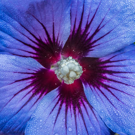 A macro shot of a blue hibiscus bloom.の写真素材