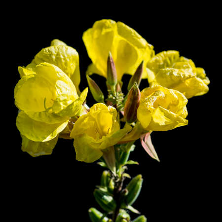 A macro shot of an evening primrose bloom against a black background.の写真素材