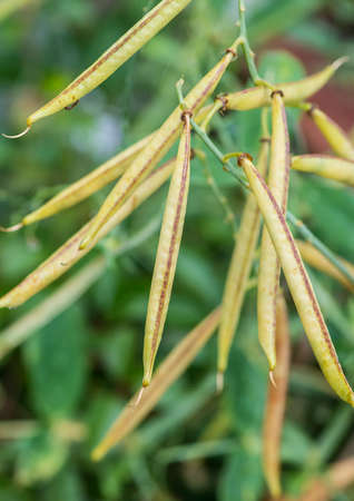A macro shot of some sweet pea seed pods.の写真素材