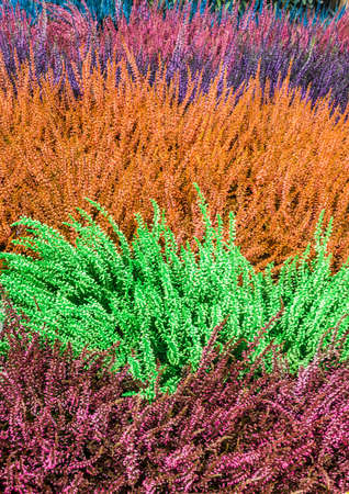 A shot of some colourful heather that has been dyed using food colouring.の写真素材