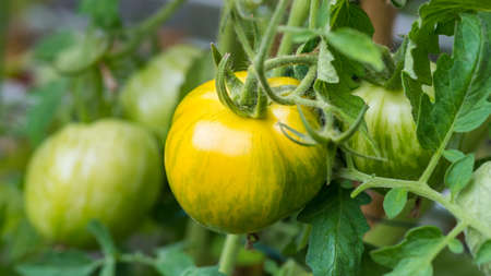 A macro shot of some tomatoes ripening in the greenhouse.の写真素材