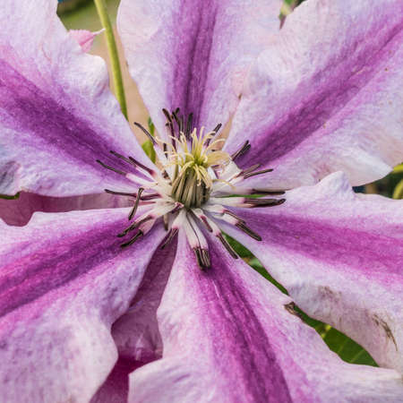 A macro shot of a purple coloured clematis bloom.の写真素材
