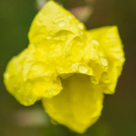 A macro shot of a wet evening primrose bloom.の写真素材