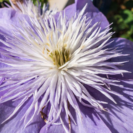 A macro shot of the centre of a blue clematis bloom.の写真素材