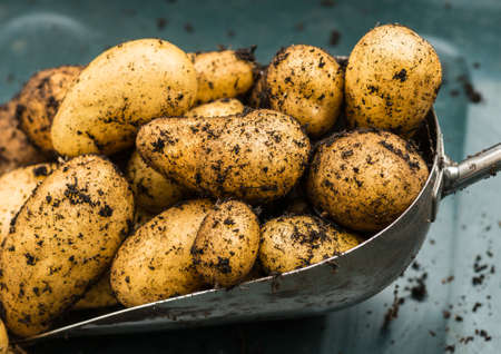 A shot of some freshly dug charlotte potatoes sitting on a trowel.の写真素材