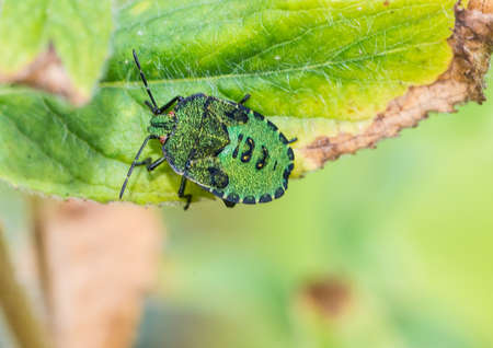 A macro shot of a shield bug settling on a green leaf.の写真素材