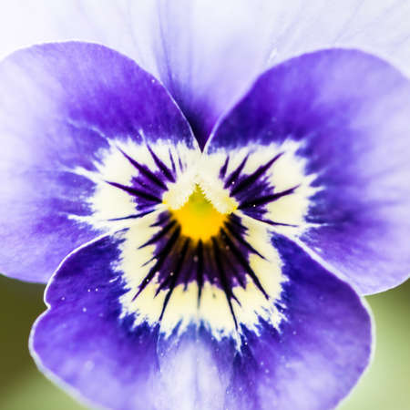 A macro shot of a blue viola bloom.の写真素材
