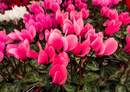 A macro shot of a group of pretty pink cyclamen blooms.の写真素材