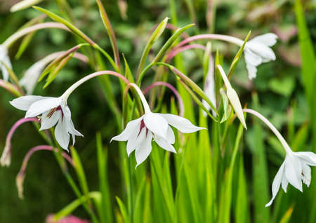 A shot of some acidanthera blooms.の写真素材