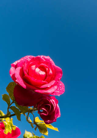 A shot of a red rose against a bright blue sky.の写真素材