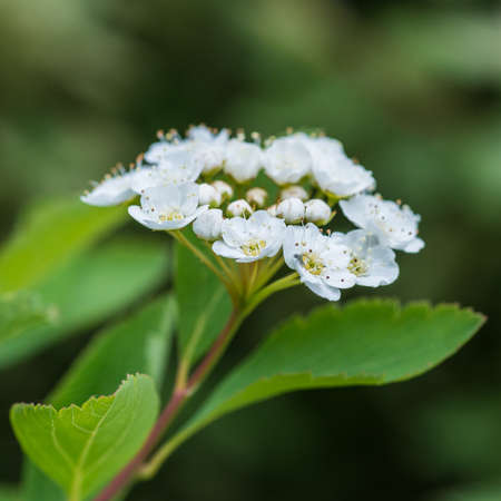 A macro shot of some spiraea bush blossom.