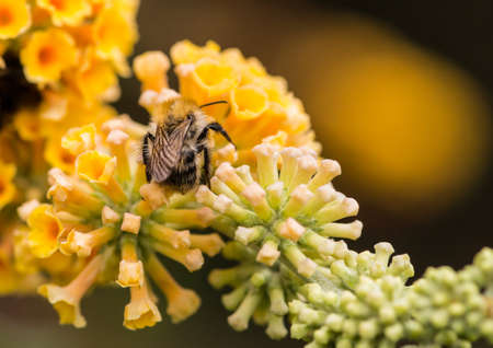 A macro shot of a bumblebee collecting pollen from a yellow butterfly bush bloom.の写真素材