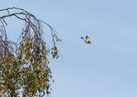 A shot of a goldfinch leaping from a tree.の写真素材