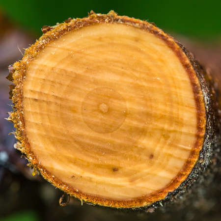 A macro shot of some growth rings in the branch of a pyracantha bush.
