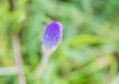A macro shot of a crocus bud emerging from a lawn.の写真素材