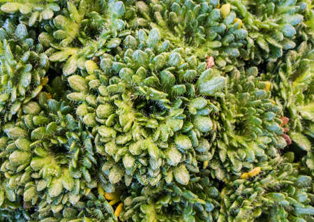 A macro shot of the leaves of a saxifraga plant.