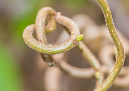 A macro shot of some twisted hazel branches.