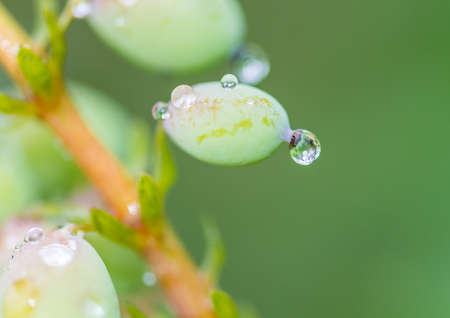A macro shot of some mahonia japonica bush berries covered in raindrops.