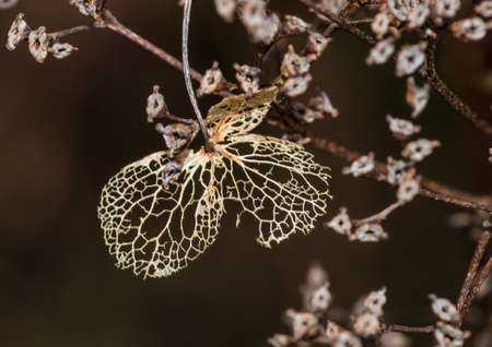 A macro shot of a decaying hydrangea bract.