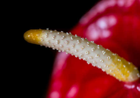 A macro shot of an anthurium bloom.の写真素材