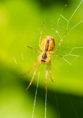 A macro shot of a Metellina segmentata species spider sitting in its lair.の写真素材