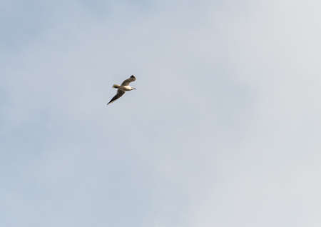 A shot of a black headed gull soaring through the sky.