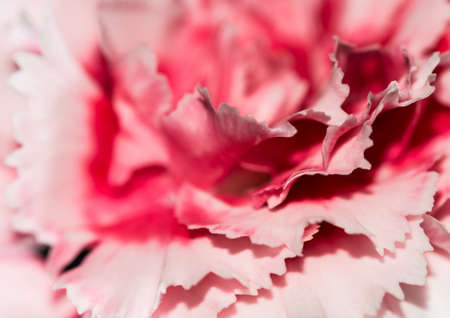 A macro shot of a pink carnation bloom.の写真素材