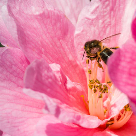 A macro shot of a pink camellia bush bloom.