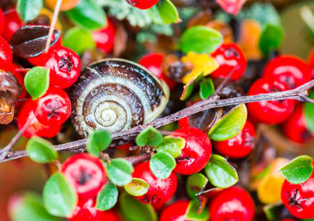 A macro shot of a snail sitting amongst the red berries of a cotoneaster bush.