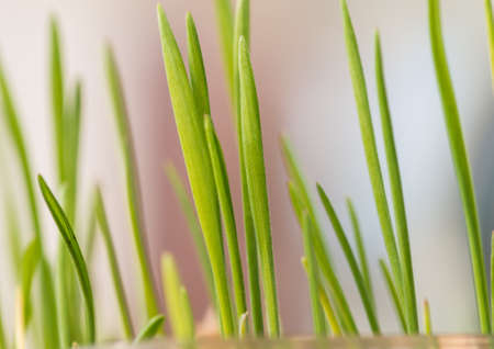 A macro shot of some recently germinated seedlings.の写真素材