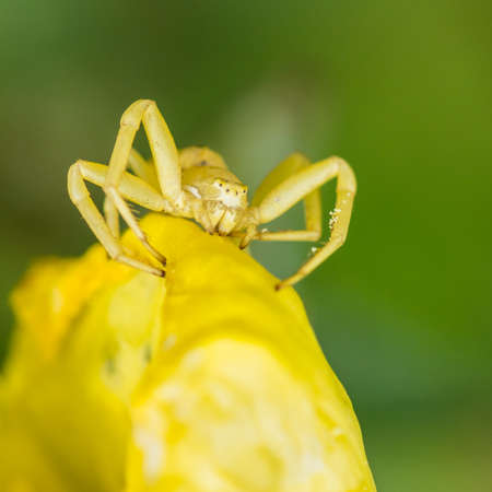 A macro shot of a crab spider.の写真素材